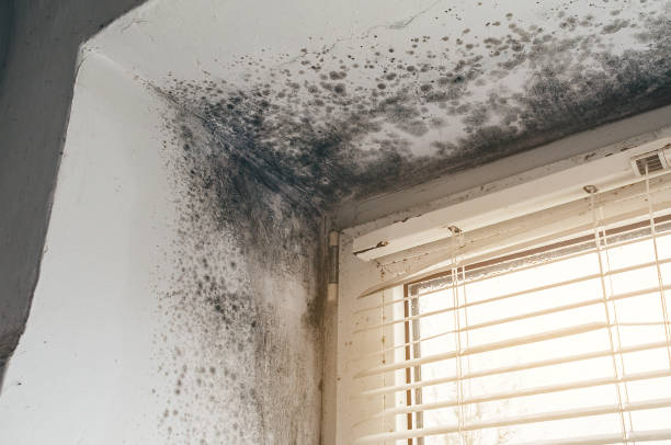 Affordable Mold Removal solutions in Mantoloking, NJ